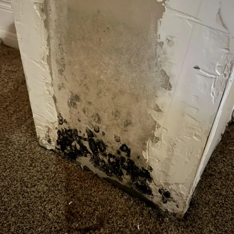 Professional Mold Removal in Clayton, DE